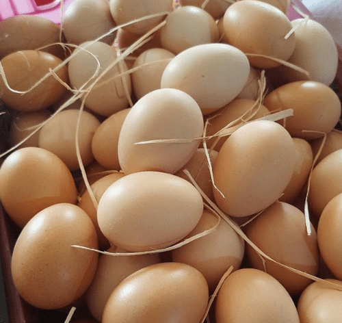 فروش تخم مرغ محلی